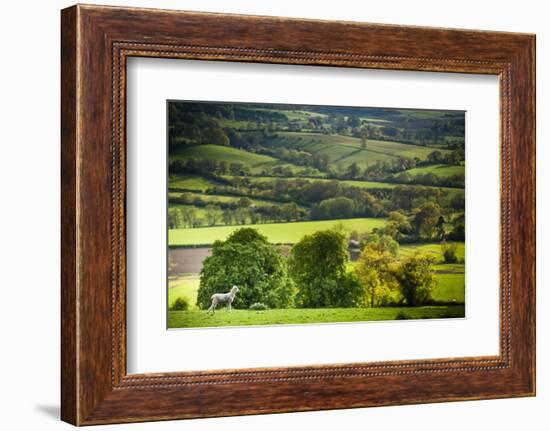 Lamb in Spring, Winchcombe, the Cotswolds, Gloucestershire, England, United Kingdom, Europe-Matthew Williams-Ellis-Framed Photographic Print