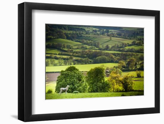 Lamb in Spring, Winchcombe, the Cotswolds, Gloucestershire, England, United Kingdom, Europe-Matthew Williams-Ellis-Framed Photographic Print