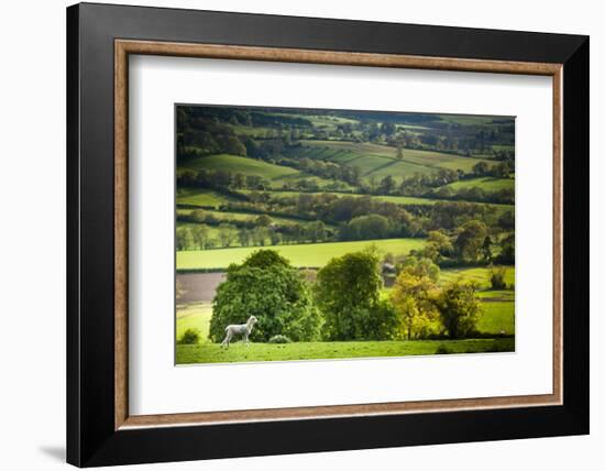 Lamb in Spring, Winchcombe, the Cotswolds, Gloucestershire, England, United Kingdom, Europe-Matthew Williams-Ellis-Framed Photographic Print