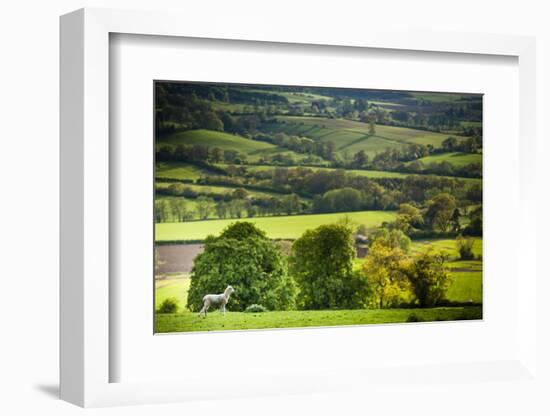 Lamb in Spring, Winchcombe, the Cotswolds, Gloucestershire, England, United Kingdom, Europe-Matthew Williams-Ellis-Framed Photographic Print