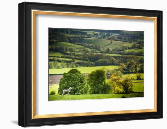 Lamb in Spring, Winchcombe, the Cotswolds, Gloucestershire, England, United Kingdom, Europe-Matthew Williams-Ellis-Framed Photographic Print