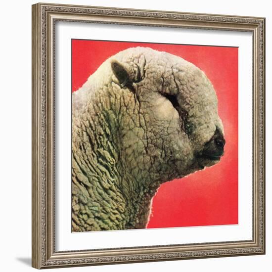 "Lamb,"May 1, 1948-Stanley Johnson-Framed Giclee Print