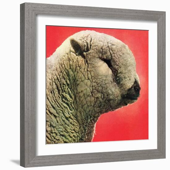 "Lamb,"May 1, 1948-Stanley Johnson-Framed Giclee Print