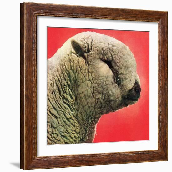 "Lamb,"May 1, 1948-Stanley Johnson-Framed Giclee Print