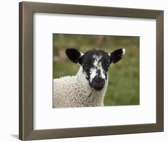 Lamb Near Malham, Yorkshire Dales, North Yorkshire, England-David Wall-Framed Photographic Print