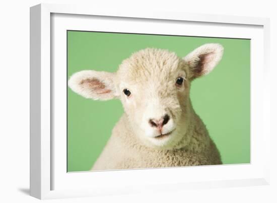 Lamb on Green Background, Close-Up of Head-null-Framed Photo