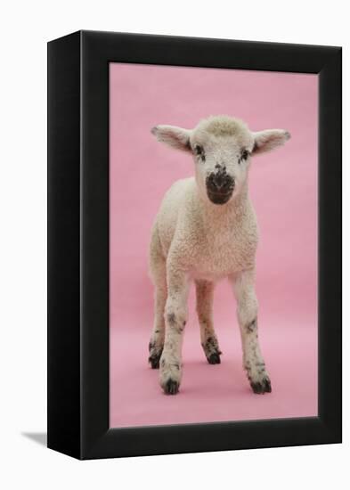 Lamb Portrait-Mark Taylor-Framed Premier Image Canvas