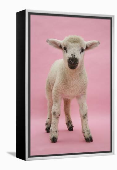 Lamb Portrait-Mark Taylor-Framed Premier Image Canvas