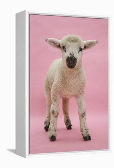 Lamb Portrait-Mark Taylor-Framed Premier Image Canvas