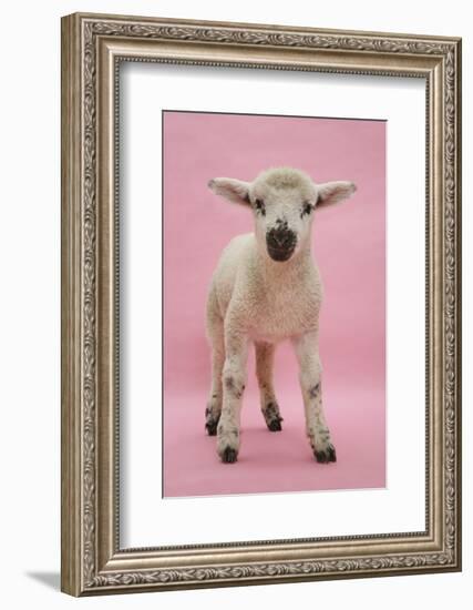 Lamb Portrait-Mark Taylor-Framed Photographic Print