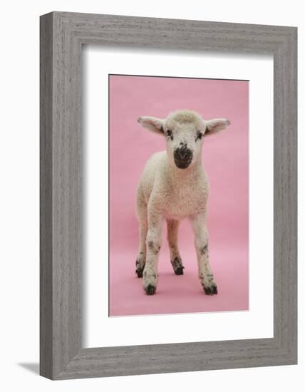 Lamb Portrait-Mark Taylor-Framed Photographic Print