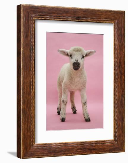 Lamb Portrait-Mark Taylor-Framed Photographic Print