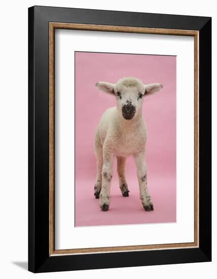 Lamb Portrait-Mark Taylor-Framed Photographic Print