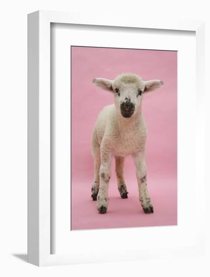 Lamb Portrait-Mark Taylor-Framed Photographic Print