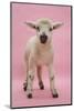 Lamb Portrait-Mark Taylor-Mounted Photographic Print