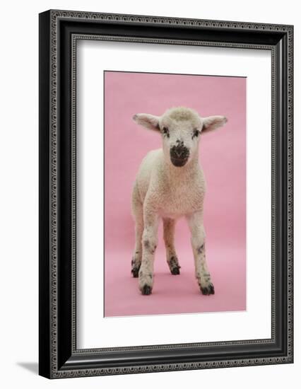 Lamb Portrait-Mark Taylor-Framed Photographic Print