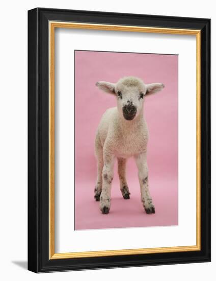 Lamb Portrait-Mark Taylor-Framed Photographic Print