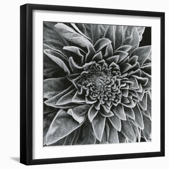 Lamb's Ear, c.1965-Brett Weston-Framed Photographic Print