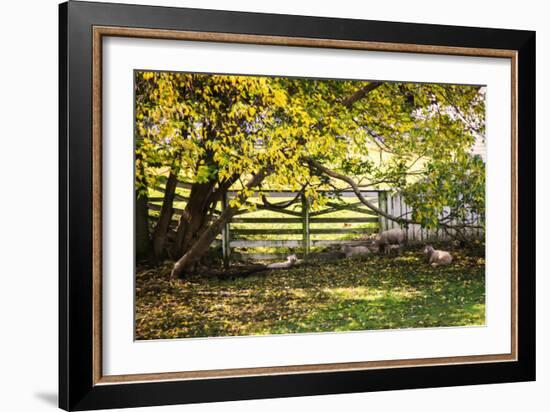 Lambs II-Alan Hausenflock-Framed Photographic Print