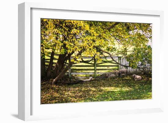 Lambs II-Alan Hausenflock-Framed Photographic Print