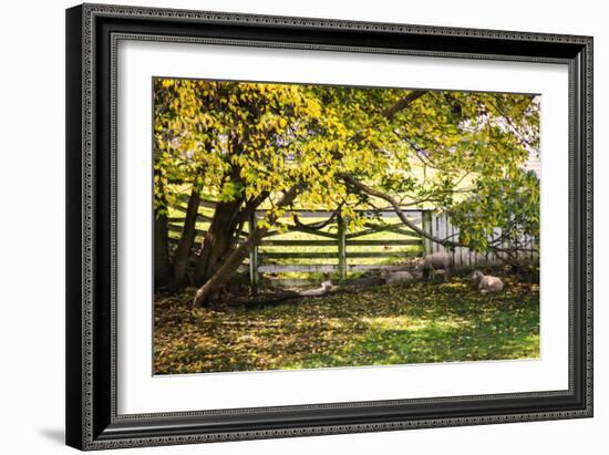 Lambs II-Alan Hausenflock-Framed Photographic Print