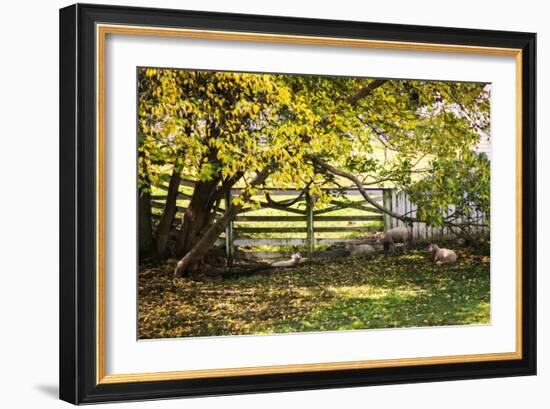 Lambs II-Alan Hausenflock-Framed Photographic Print