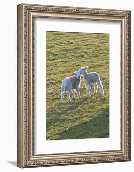 Lambs Play in a Field, Powys, Wales, United Kingdom-Graham Lawrence-Framed Photographic Print