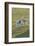 Lambs Play in a Field, Powys, Wales, United Kingdom-Graham Lawrence-Framed Photographic Print