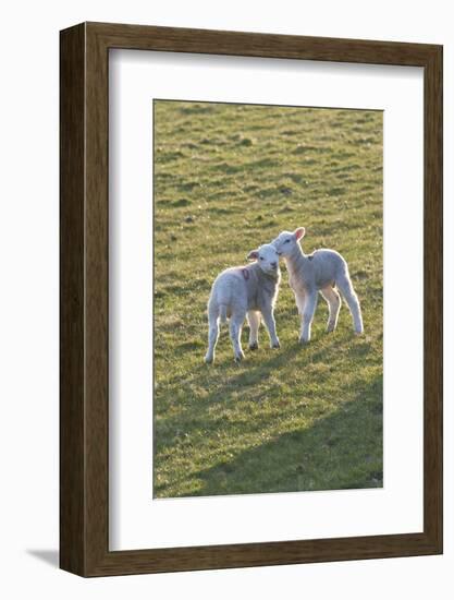 Lambs Play in a Field, Powys, Wales, United Kingdom-Graham Lawrence-Framed Photographic Print