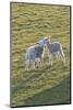 Lambs Play in a Field, Powys, Wales, United Kingdom-Graham Lawrence-Mounted Photographic Print