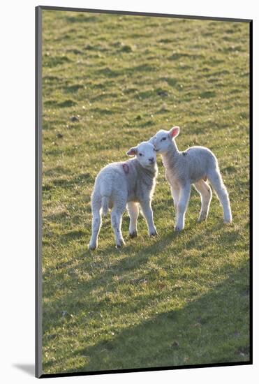 Lambs Play in a Field, Powys, Wales, United Kingdom-Graham Lawrence-Mounted Photographic Print