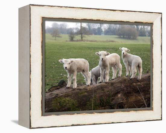 Lambs Playing on a Log in Stourhead Parkland, South Somerset, Somerset, England, United Kingdom-null-Framed Premier Image Canvas