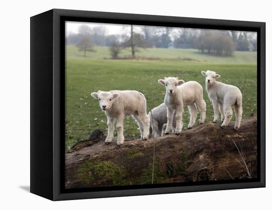 Lambs Playing on a Log in Stourhead Parkland, South Somerset, Somerset, England, United Kingdom-null-Framed Premier Image Canvas