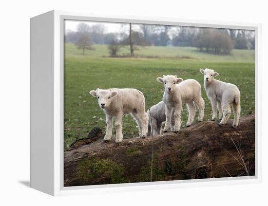 Lambs Playing on a Log in Stourhead Parkland, South Somerset, Somerset, England, United Kingdom-null-Framed Premier Image Canvas