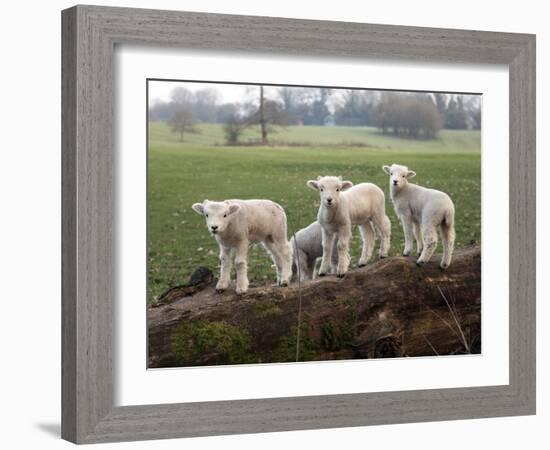 Lambs Playing on a Log in Stourhead Parkland, South Somerset, Somerset, England, United Kingdom-null-Framed Photographic Print