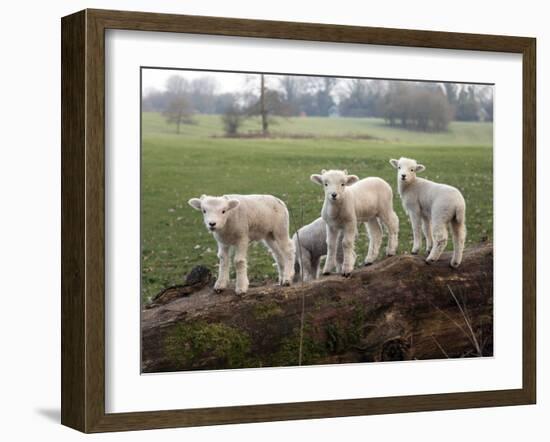 Lambs Playing on a Log in Stourhead Parkland, South Somerset, Somerset, England, United Kingdom-null-Framed Photographic Print