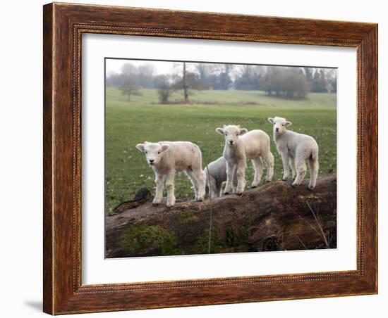 Lambs Playing on a Log in Stourhead Parkland, South Somerset, Somerset, England, United Kingdom-null-Framed Photographic Print