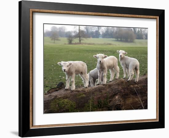 Lambs Playing on a Log in Stourhead Parkland, South Somerset, Somerset, England, United Kingdom-null-Framed Photographic Print