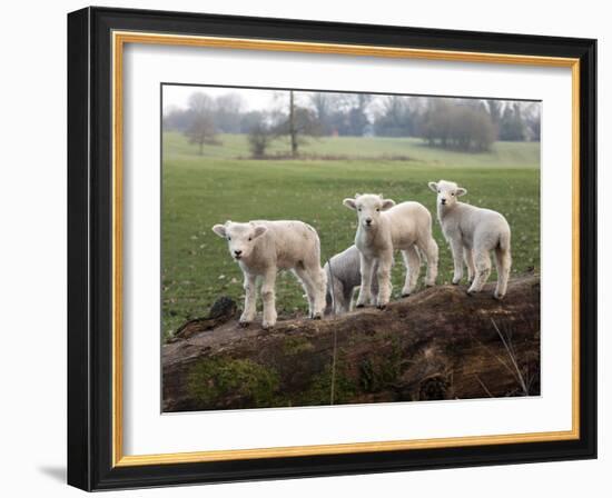 Lambs Playing on a Log in Stourhead Parkland, South Somerset, Somerset, England, United Kingdom-null-Framed Photographic Print