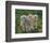 Lambs-null-Framed Premium Giclee Print