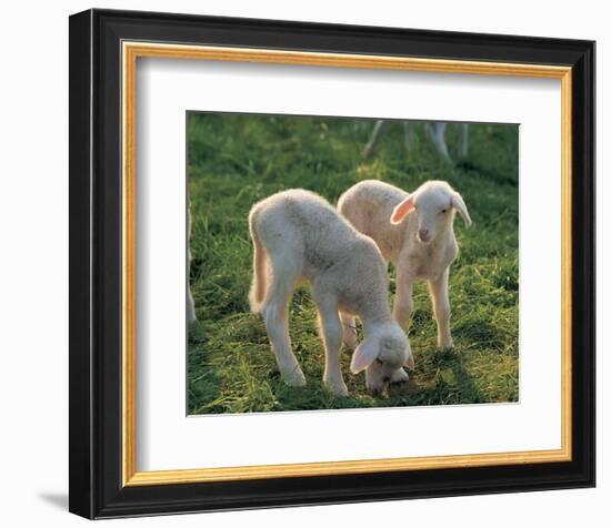 Lambs-null-Framed Premium Giclee Print