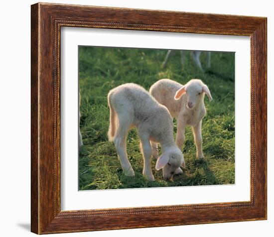 Lambs-null-Framed Art Print