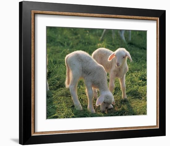 Lambs-null-Framed Art Print