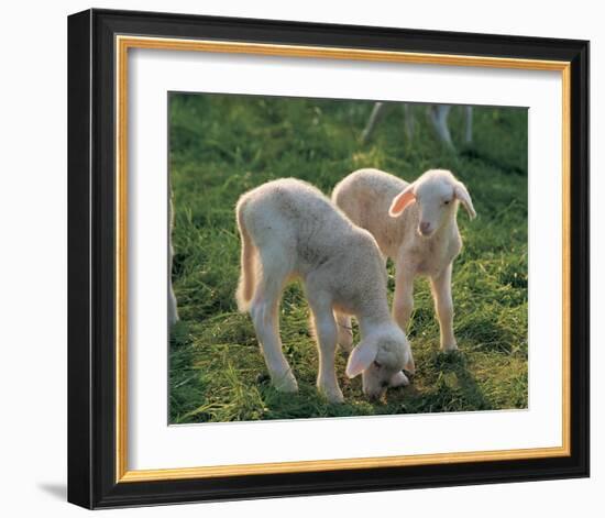 Lambs-null-Framed Art Print