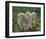 Lambs-null-Framed Art Print