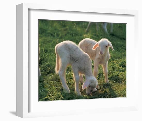 Lambs-null-Framed Art Print