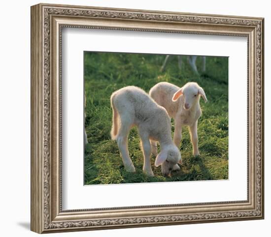 Lambs-null-Framed Art Print