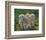 Lambs-null-Framed Art Print