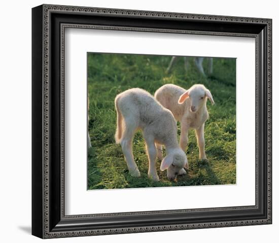 Lambs-null-Framed Art Print