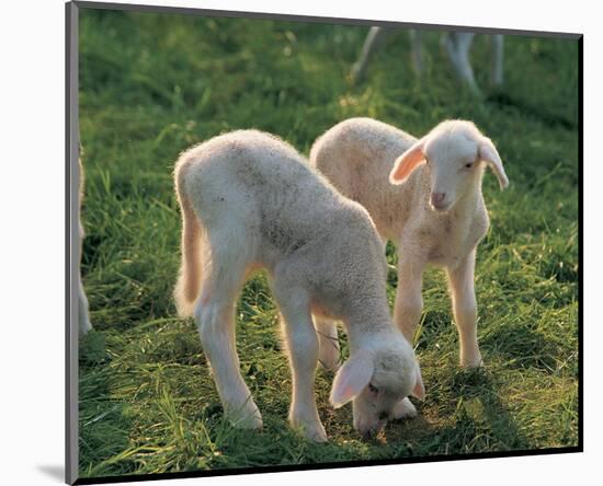 Lambs-null-Mounted Art Print